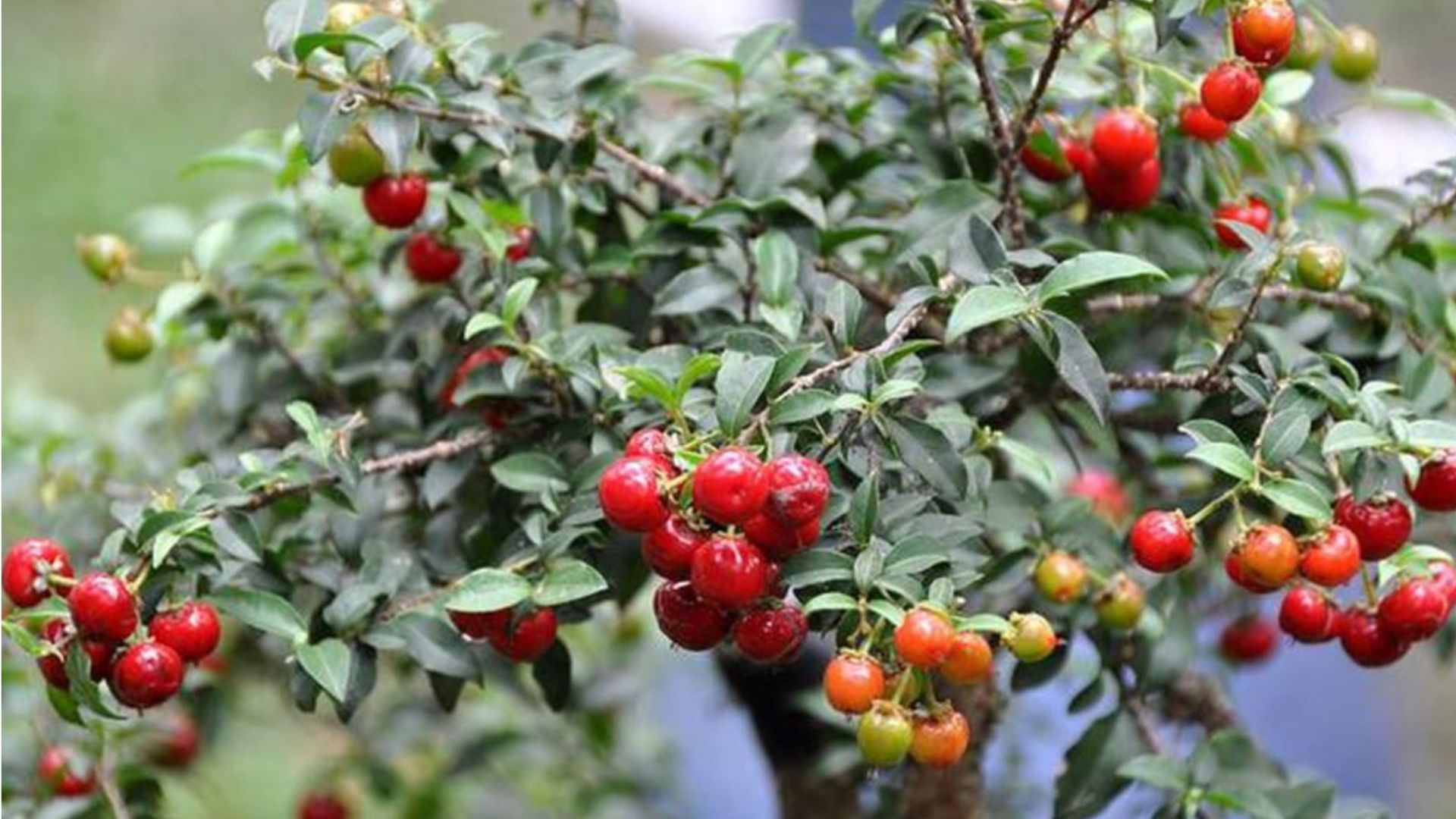 C&ocirc;ng dụng của c&acirc;y Hồng Ngọc Mai